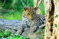 Yala National Park Full Day Safari Tour from Ella 2