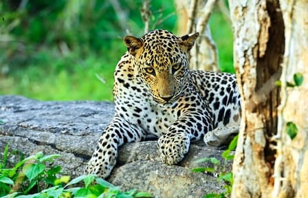 Yala National Park Full Day Safari Tour from Ella