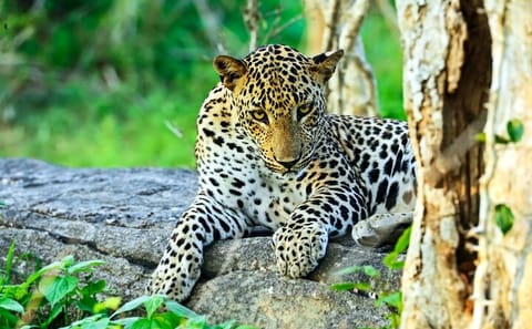 Full Day Safari Tour in Yala National Park from Ella