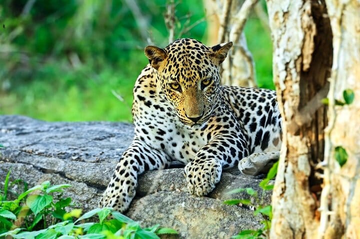 Yala National Park Full Day Safari Tour from Ella 2
