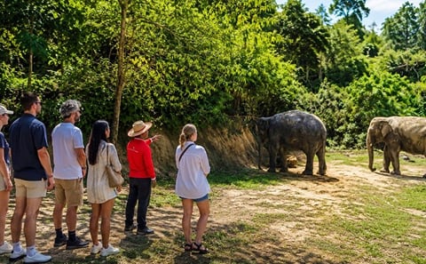 Phuket: Patong Hill Tribe Elephant Village Half Day Small-Group