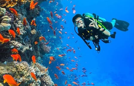 Ras Mohamed & White Island Snorkeling Cruise from Sharm El Sheikh