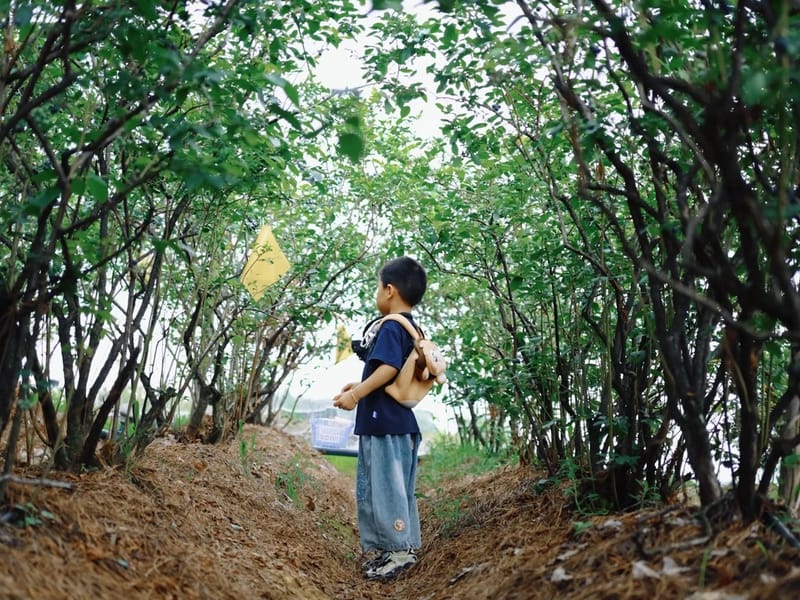 Hangzhou: Longlin Weir & Blueberry Picking Private Trip