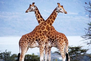 Nairobi National Park and Wildlife Experience Tour