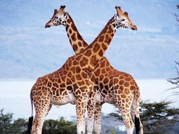Nairobi National Park and Wildlife Experience Tour