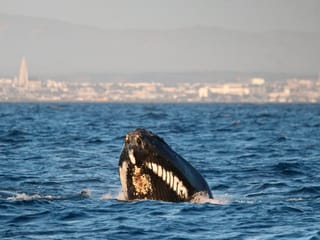 Reykjavík Classic Whale Watching , photo 14