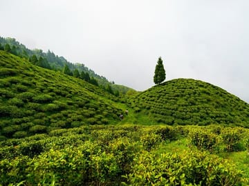 Darjeeling Tea Estate Experience and Cultural Tour