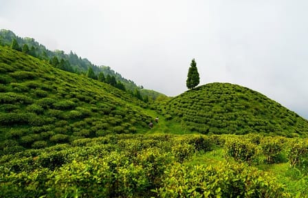 Darjeeling Tea Estate Experience and Cultural Tour