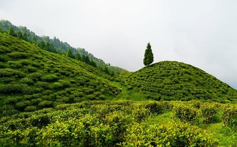 Darjeeling Tea Estate Experience and Cultural Tour