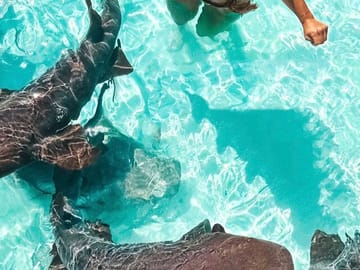 Exuma Private Tour: Iguanas, Sharks, and Swimming Pigs