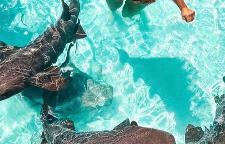 Exuma Day trip Iguanas,Sharks & Swimming Pigs Private Tour (8hrs)