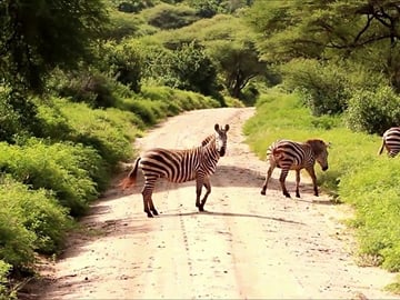 EARLY MORNING HALF DAY TOUR TO NAIROBI NATIONAL PARK