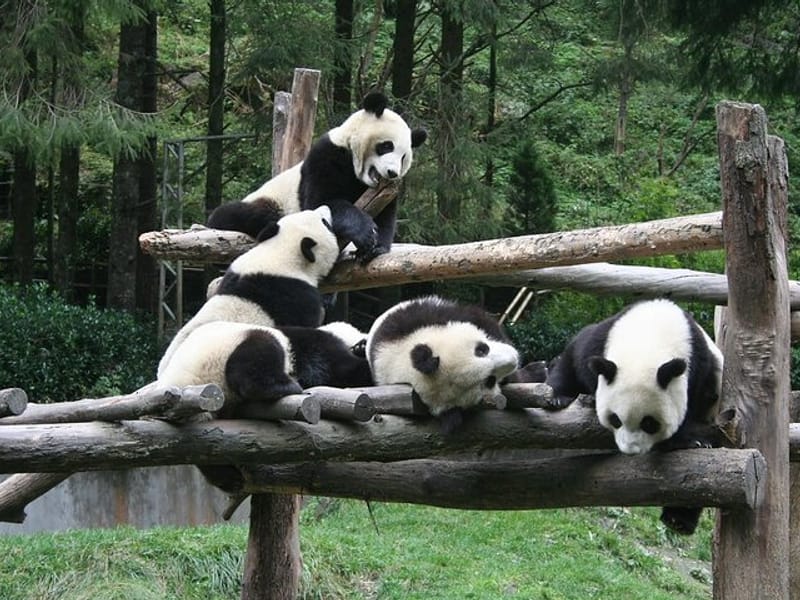 Wolong Panda Base Private Day Tour Optional Volunteering