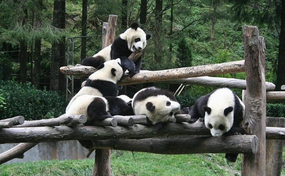 Private Day Tour to Wolong Panda Base from Chengdu