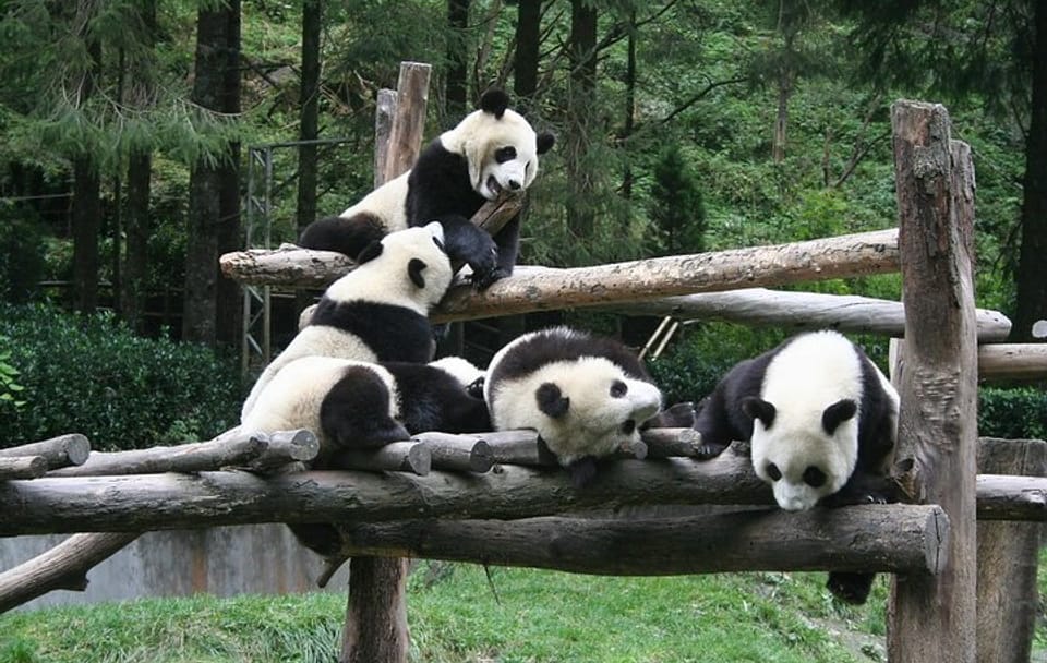 Private Day Tour to Wolong Panda Base from Chengdu