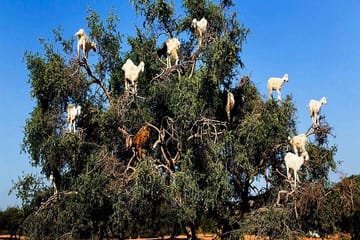 Essaouira Day Trip from Marrakech with Cultural Highlights