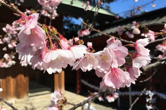 Tokyo Hanami Cherry blossom Food Tour Yanaka
