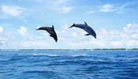 Prison Island & The Love Island - Full Day Tour in Zanzibar 7