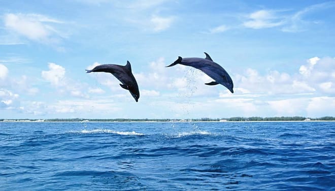 Prison Island & The Love Island - Full Day Tour in Zanzibar 7