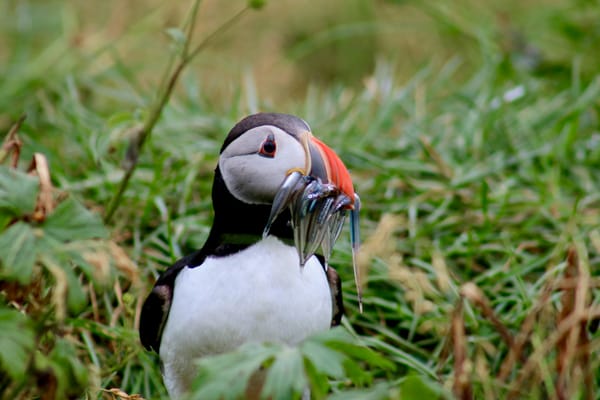 Reykjavík Classic Puffin Watching