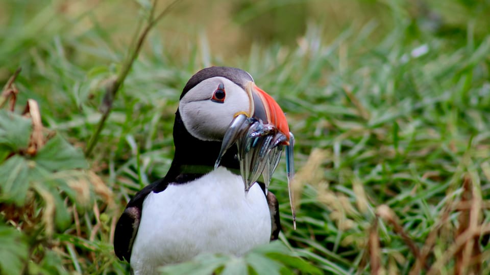 Puffins from Reykjavík are an hour on a boat, mid-May to mid-August, and worth it