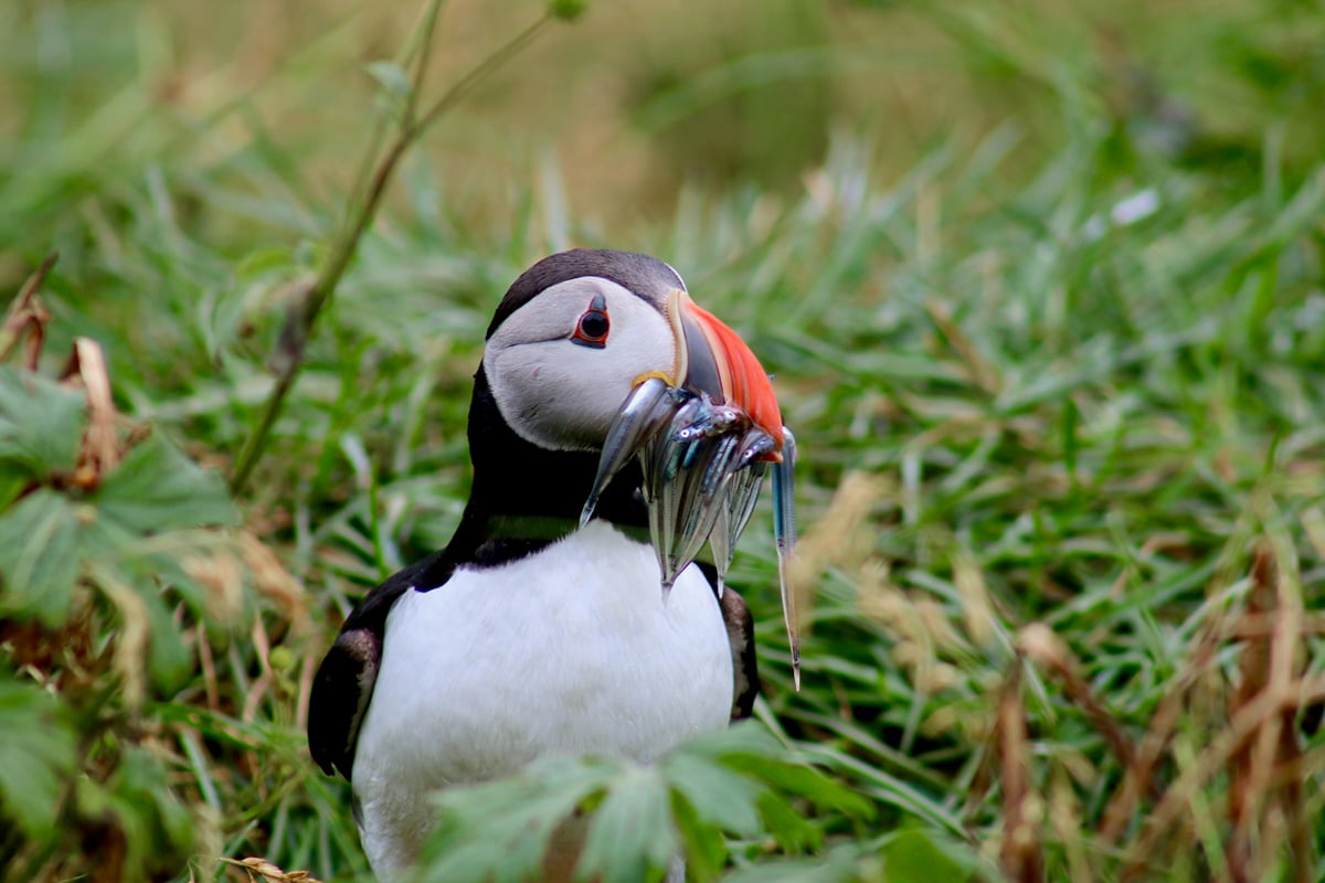 Puffin Tour, Iceland