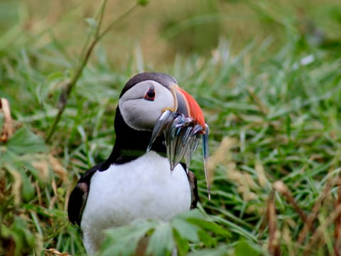 Reykjavík Classic Puffin Watching