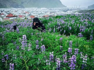 Vestmannaeyjar - The Westman Islands, photo 11