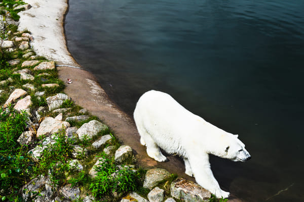 Things to do in Arctic