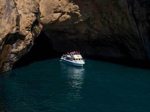 Halkion in a sea cave