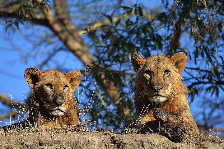 Masai Mara & Lake Nakuru Safari: Explore the Big Five & Great Migration