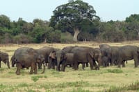 Knuckles and Wasgamuwa trail from Colombo 6