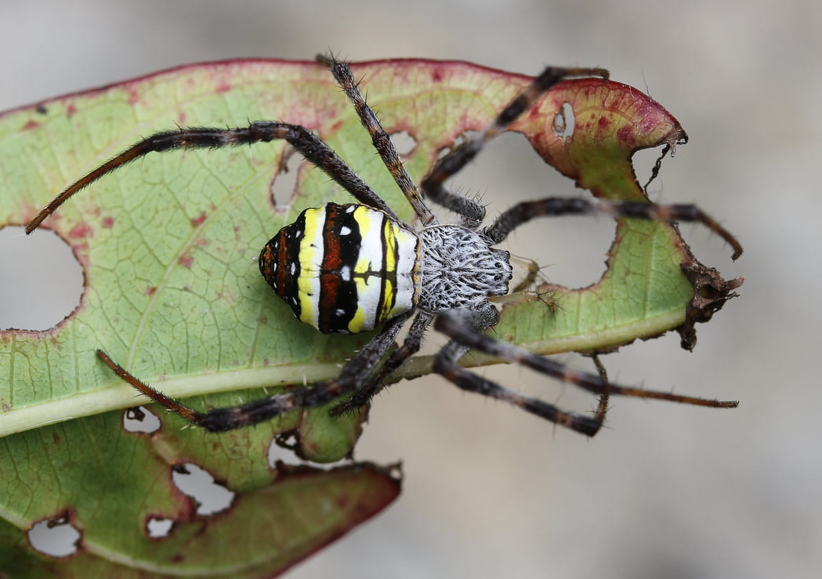 19 Days Mera Peak Climbing & Expedition – One Life-Changing Himalayan Adventure