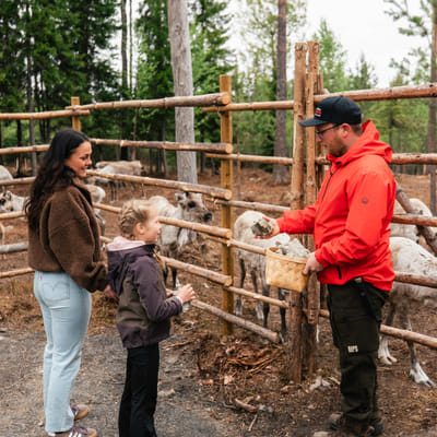 Taava Reindeer Farm – Reindeer & Lapland Traditions Year-Round