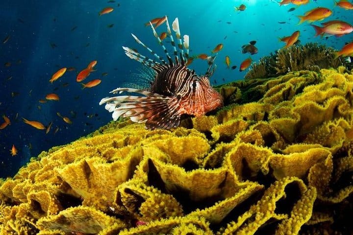 Marsa-Alam Snorkeling day trip Nefertari Cruise