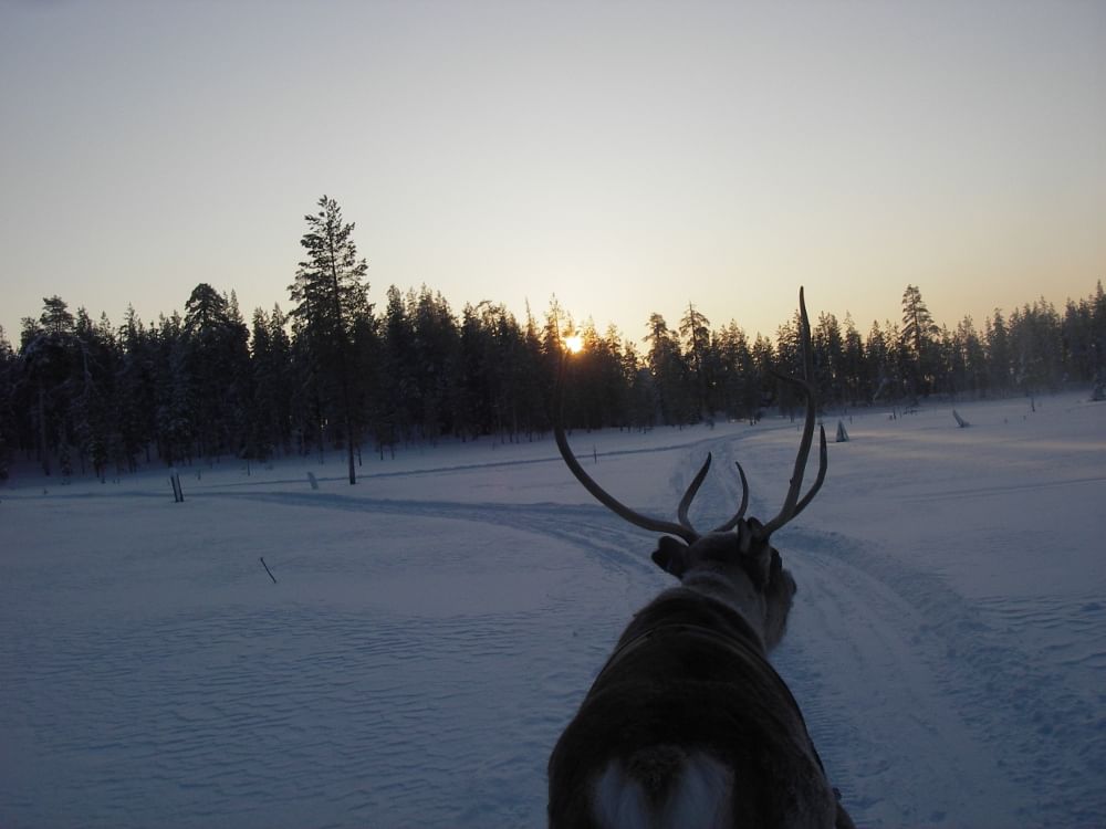Reindeer pulling a sleigh in the evening when sun is setting