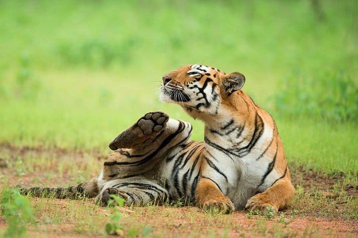 Ranthambore Wildlife Day Tour from Jaipur