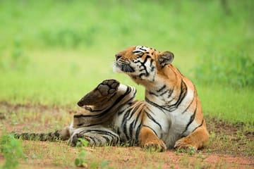 Ranthambore Wildlife Day Tour from Jaipur