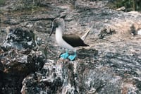 Galapagos Blue Footed Boobie