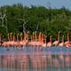 Pink Flamingo Protection Reserve
