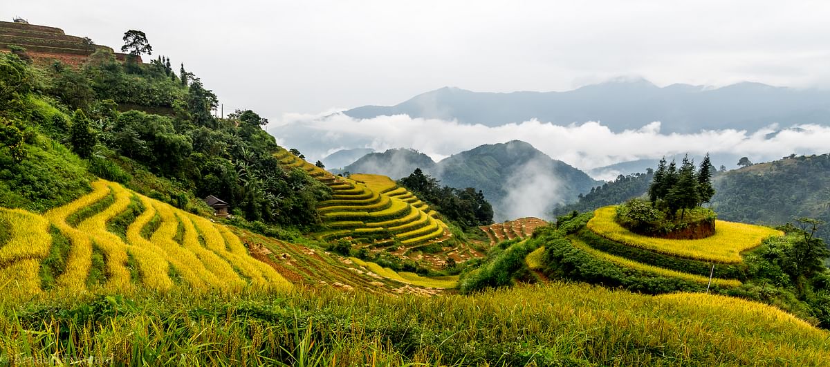 Trekking Adventure in Hoang Su Phi: Explore Hidden Rice Fields