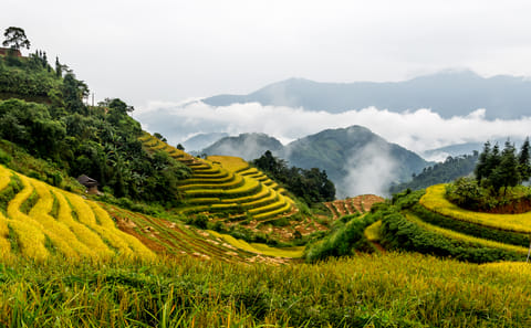 Trekking the Terraced Fields of Hoang Su Phi, Vietnam - 4 Days
