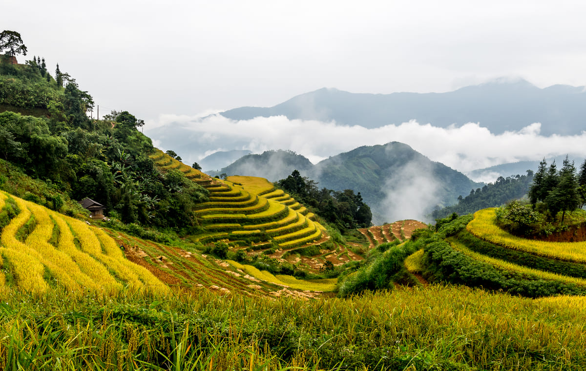 Hoang Su Phi terraced fields trekking 4 days 3 nights