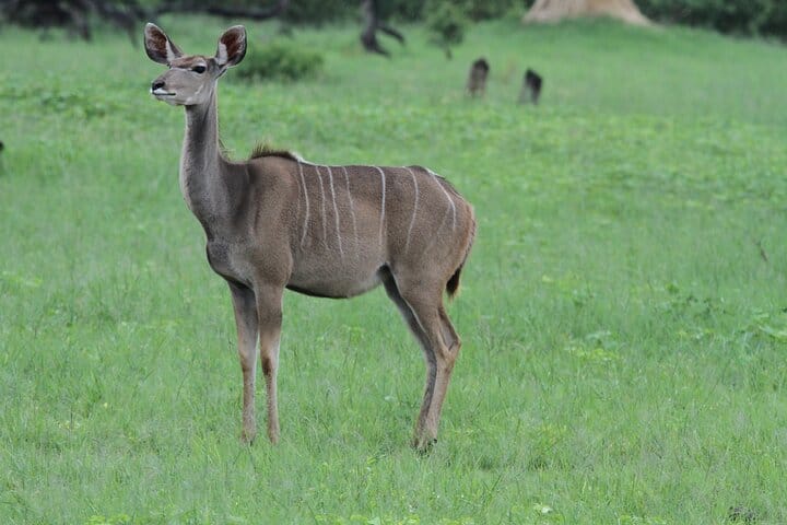 15 minutes scenic helicopter flight above Victoria Falls-Zimbabwe