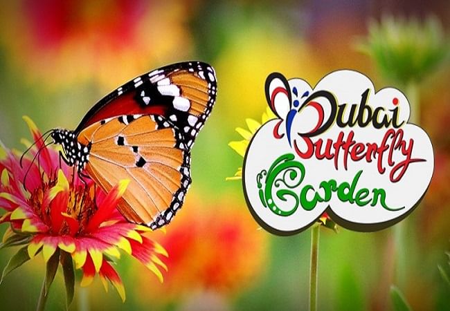 Dubai Butterfly Garden Tickets