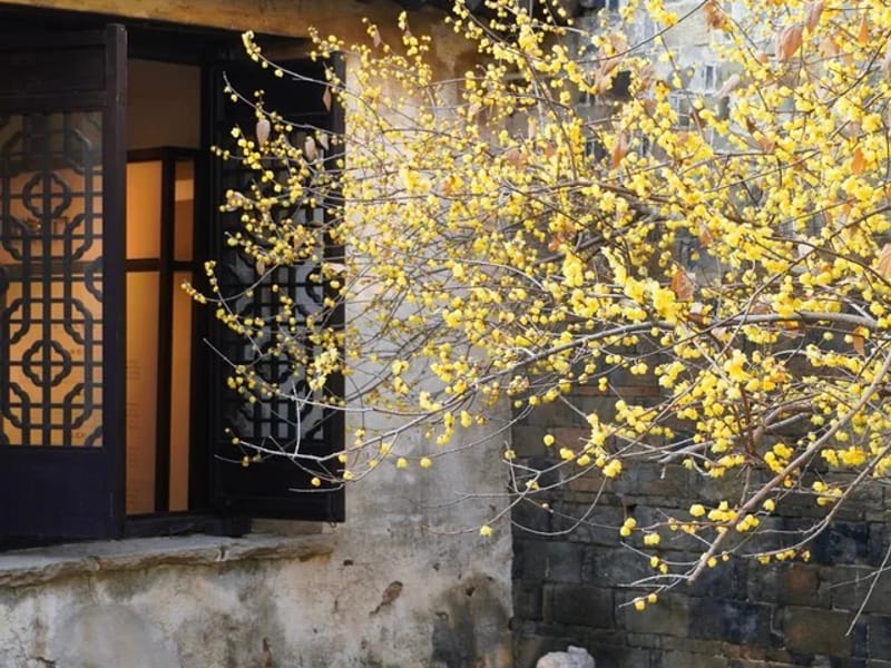 Shenzhen: Foshan Nanhai Bay Forest & Local Feast Day Trip