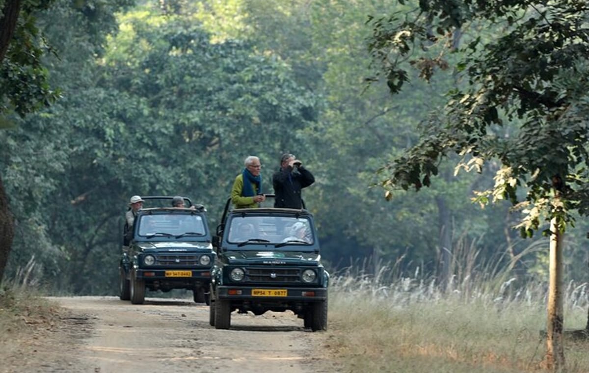 Safari in Bandhavgarh, Kanha, Pench & Tadoba National Parks