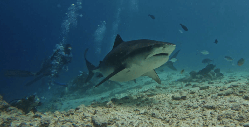 鮮やかな青い海でカメラに向かって滑空するイタチザメ。