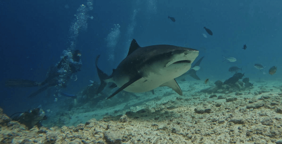 tiger shark gliding towards the camera in vibrant blue ocean waters.