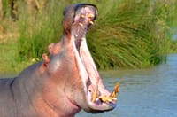 Half Day Safari  from Durban 4
